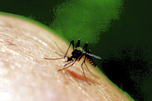 Black mosquito on human skin.