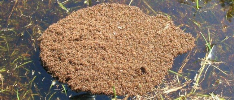 Nest of Fire Ants floating on a puddle of water.