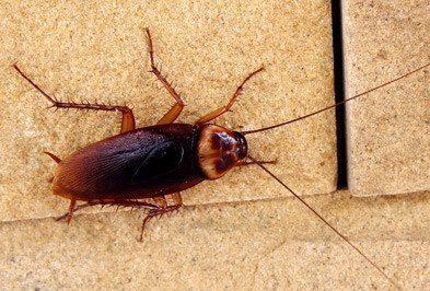American Cockroach walking on concrete.