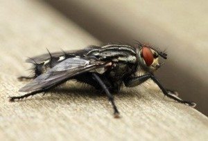 House Fly sitting on a wooden surface.