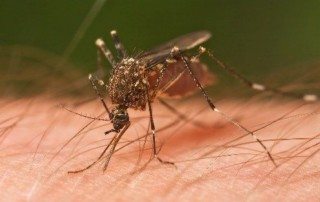 Mosquito sucking on persons skin.