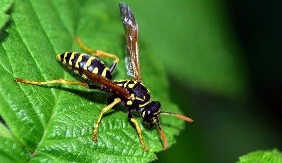 Wasp on a green leaf.