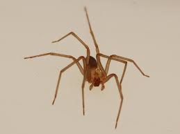 Brown Recluse.