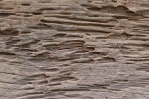 Termite damage on wood.