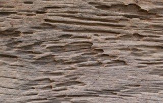 Termite damage on wood.