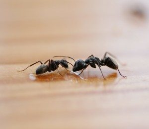 Two ants on a wooden surface.