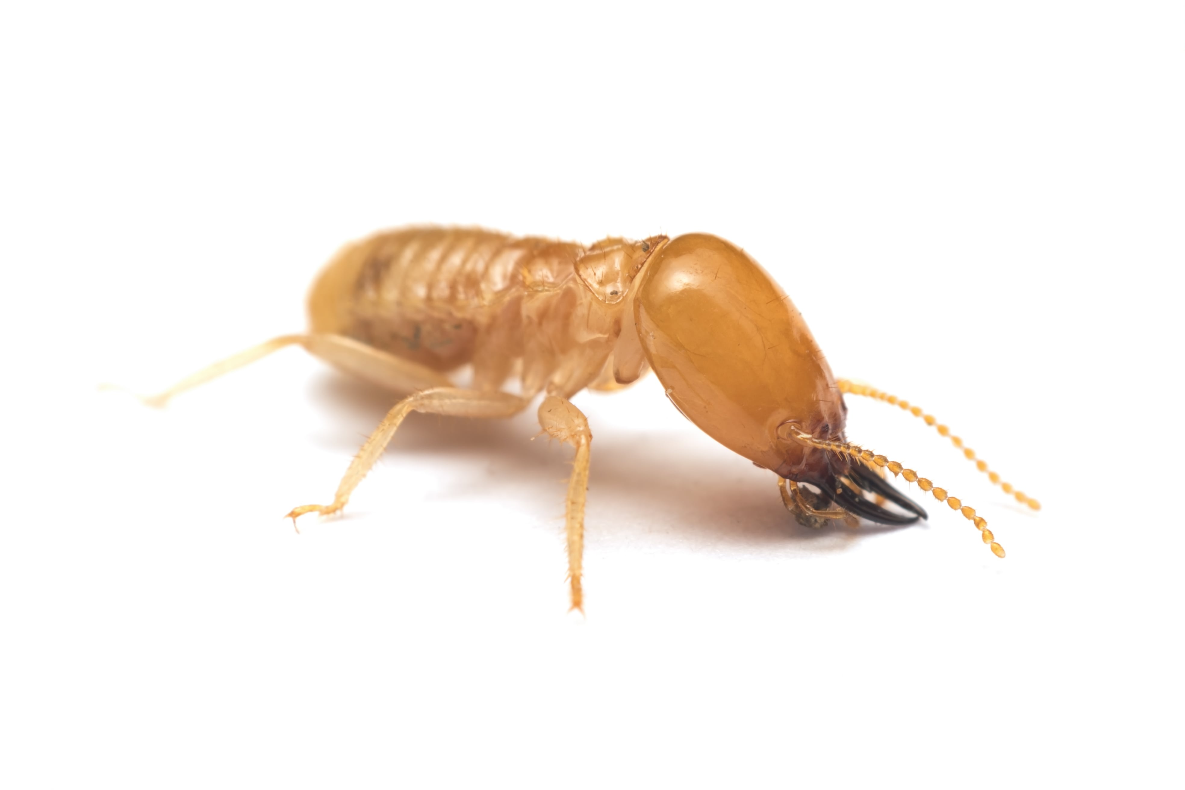 Soldier termite on white background - Holder's Pest Solutions