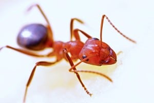 Close up of a Fire Ant.