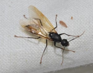 Carpenter Ant with wings on white fabric.