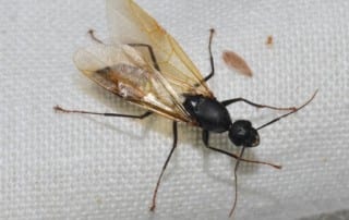 Carpenter Ant with wings on white fabric.