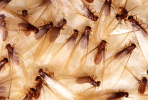 Group of Formosan Termites with wings.