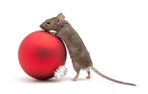 Mouse climbing on ornament